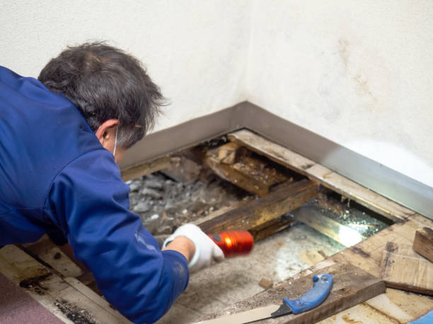Best Mold Damage Repair  in Ravenna, NE