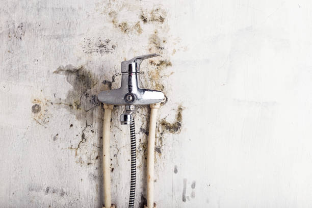 Best Black Mold Removal  in Ravenna, NE