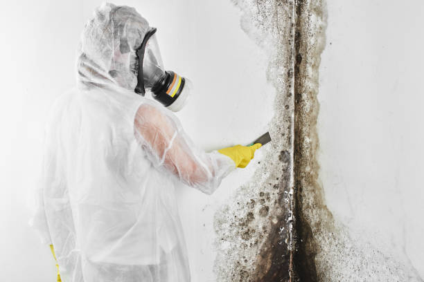 Best Office Mold Removal Services  in Ravenna, NE