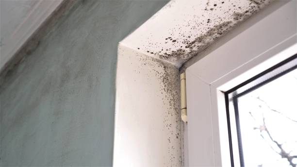 Best Mold Cleaning Services  in Ravenna, NE