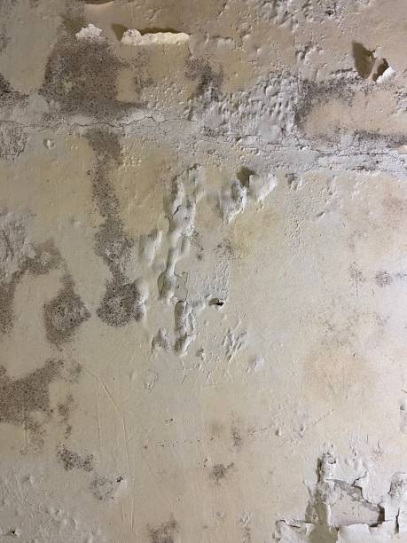Best Affordable Mold Removal  in Ravenna, NE