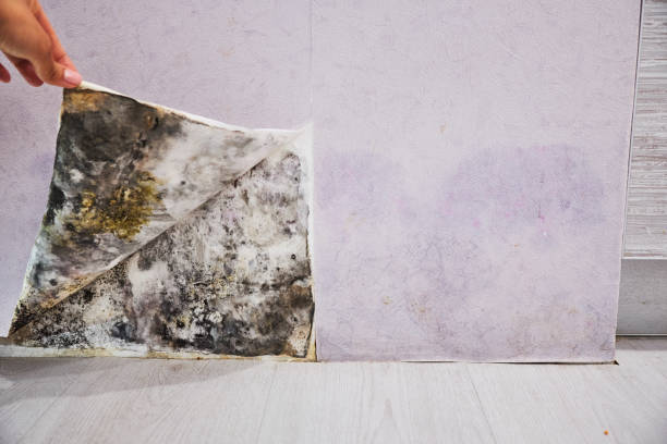 Best Mold Removal and Inspection  in Ravenna, NE